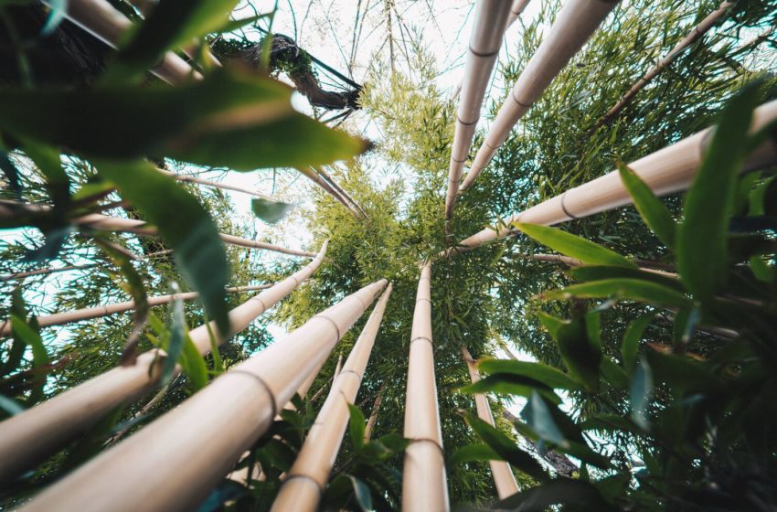  7 Good Reasons WHY BAMBOO IS AN Remarkable PLANT