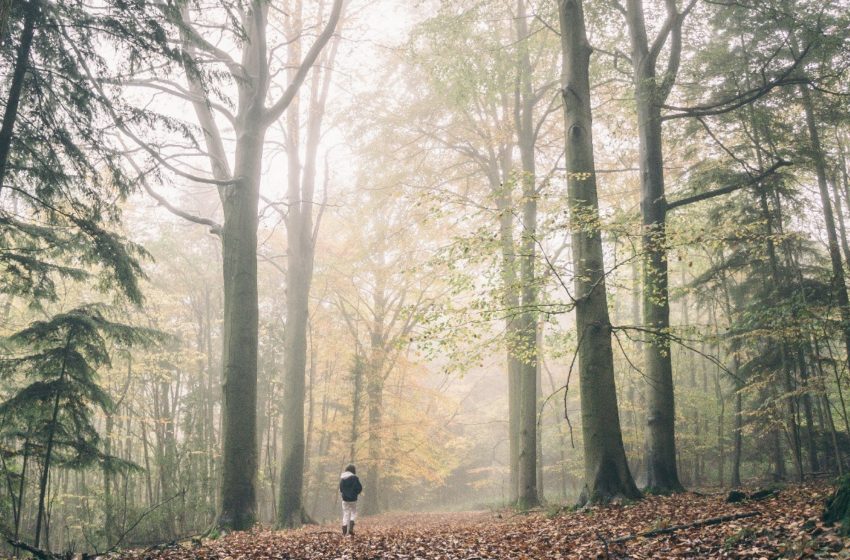  Stressed-out? FOREST BATHING Might Help