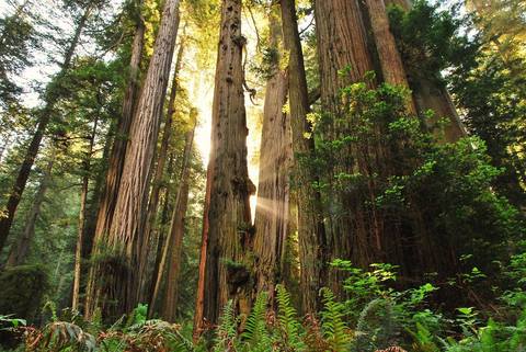  Here’s a great reason to hold on tight to old growth trees