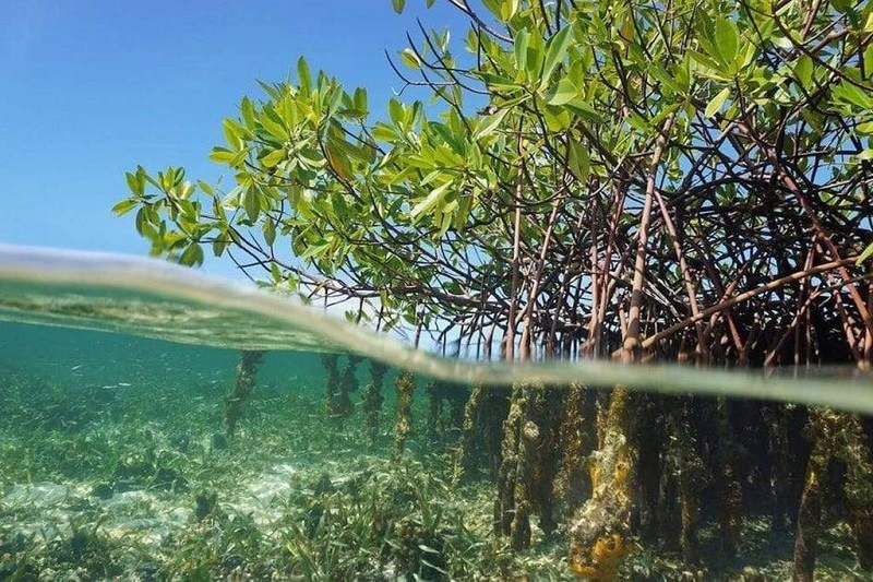 Mangroves fast facts: one of the world’s hardiest trees